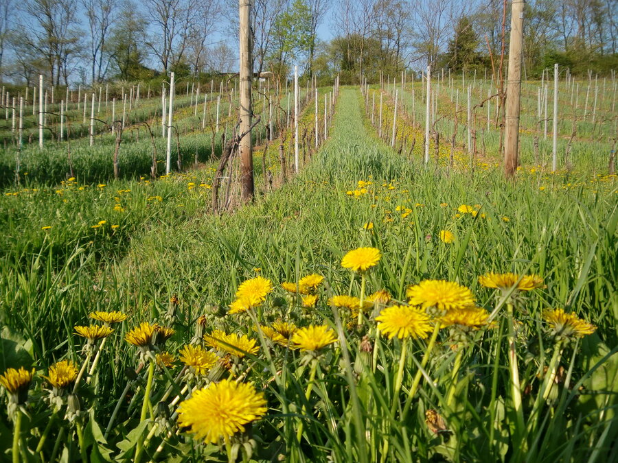 Löwenzahn und Weinberge