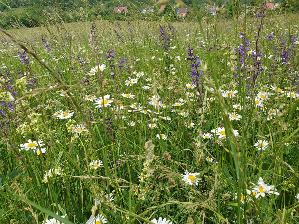 Sommerblumen In Drackendorf